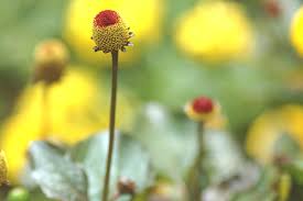 Image result for Spilanthes