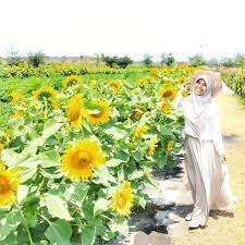 Bunga tumbuhan ini sangat khas: Kebun Bunga Matahari Bantul Spot Selfie Baru Yang Ngehits Tempat Asik