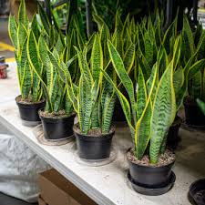 Image result for Habenaria laurentii