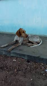 Check spelling or type a new query. Canil Supremacia Bull S Canine Stuff Pages Directory