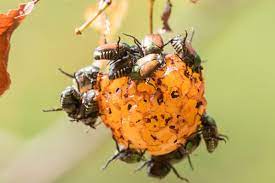 Maybe you would like to learn more about one of these? Der Japankafer Bedroht Die Schweiz Biologische Schadlingsbekampfung Vielversprechend Pflanzenschutzer