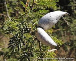 Image result for Acacia luederitzii