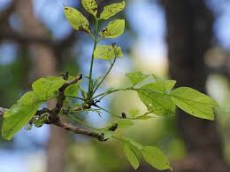 Image result for Radermachera xylocarpa