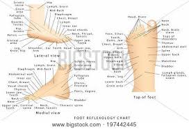 reflexology chart vector photo free trial bigstock