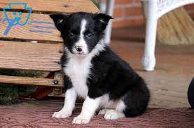 Rosie Border Collie Puppy For Sale Keystone Puppies Collie Puppies For Sale Collie Puppies Border Collie Puppies