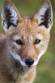 Ethiopian Wolf Canis Simensis Portrait Of Pup Bale Mountains National Park Ethiopia Photographic Print Will Burrard Lucas Art Com In 2021 Ethiopian Wolf Animals Wild Wild Dogs