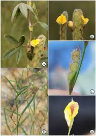 Image result for Zornia setosa