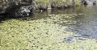 Image result for Nymphoides milnei