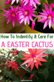 Follow these tips on christmas cactus care, how to with hanging branches and an abundance of little flowers in red, white, yellow, pink and purple, the christmas cactus is the perfect way to bring a burst of colour to festivities. How To Indentify And Care For A Easter Cactus