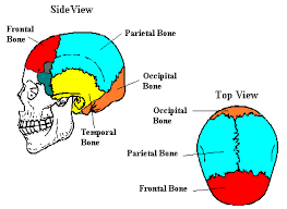 It is comprised of many bones, formed by intramembranous ossification, which are joined together by sutures (fibrous joints). Neuroscience For Kids The Skull