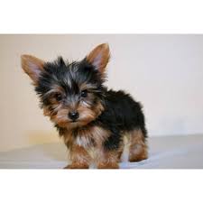 Teacup Yorkie Guarenteed Under 4lbs When Grown He Has A Beautiful Dark Hair Coat Great Ear Placement Very Sh Yorkie Teacup Yorkie Yorkie Yorkshire Terrier