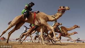 In the last 15 years camel racing has transformed into one of the richest sports in the world, with some races having a grand prize. Cgtn Jockeys Compete In Camel Race In Uae Camel Racing Facebook