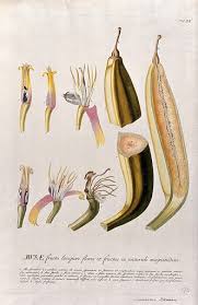 Image result for Musa paradisiaca