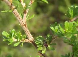 Image result for Cliffortia serpyllifolia