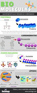 Biomoleculas Macromoleculas Estructura Map