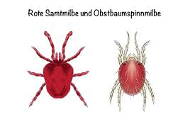 Die meisten deutschen wohnen in mehrfamilienhäusern mit bis zu zehn wohnungen. Rote Samtmilbe Alles Wissenswerte Zu Dem Nutzling