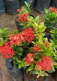 Image result for Ixora nana