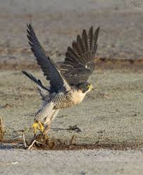 Peregrine Falcon Birds Of Prey Animals Peregrine Falcon Catching Grouse Peregrine Falcon Birds Of Prey Peregrine
