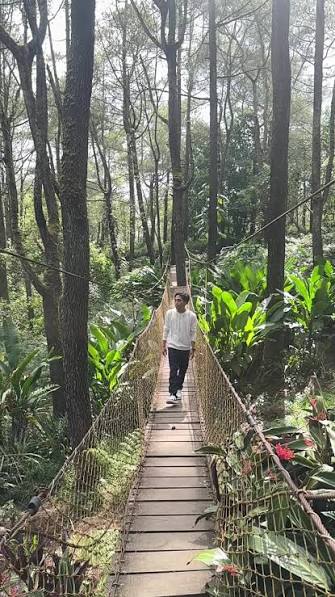 Jembatan Kuning di Hutan Pinus