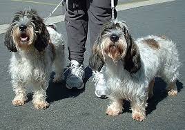 The breed's ancestors have been around since ancient times. Petit Basset Griffon Vendeen Wikiwand