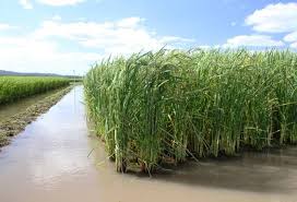 Resultado de imagem para plantação de arroz 2017