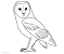 Realistic Barn Owl Coloring Page