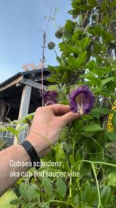 Image result for Gouania scandens