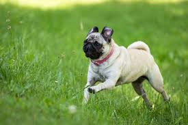 This recipe also has antioxidants from superfoods and additional fatty acids for your pug's coat and skin. Top 10 Healthiest Best Dog Food For Pugs In Revealed