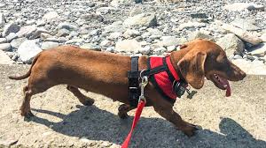 Woof gang bakery 807 william hilton pkwy. Left Behind Because Of Covid 19 A Tiny Dog Travels 10 000 Miles To Rejoin Her Owners Cnn Travel