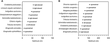 Image result for Lophiocarpus tenuissimus
