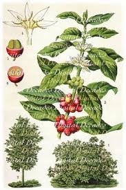 Coffee Kaffee Botanical Plant Digital Vintage Art Etsy In 2020 Coffee Plant Coffee Bean Tree Botanical Illustration