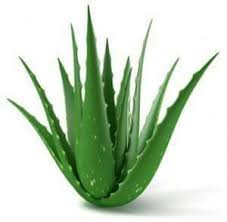 Akar ini memiliki fungsi sebagai alat untuk menyerap air serta unsur. Merawat Eczema Penyakit Kulit Gatal Psoriasis Gout Petua Untuk Hilangkan Parut Jerawat Atau Kesan Parut Kecil 1 Aloe Vera Atau Lidah Buaya Lidah Buaya Kaya Dengan Vitamin Semulajadi Yang Membantu Memulihkan