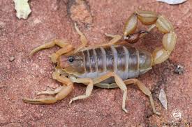 Common Scorpions of Mozambique - African Snakebite Institute