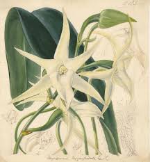 Image result for Angraecum chamaeanthus