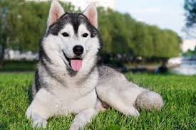  Anjing Husky Dan Ciri Cirinya Yang Serigala Husky Dogs Siberian Husky Husky
