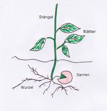 Maybe you would like to learn more about one of these? Pflanzen Entwicklung Und Vermehrung