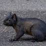 black squirrels northern california from baynature.org