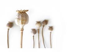 Are there any herbal schools that do not have a license? Herbal Csa Directory Wild And Wise Herbal Csa