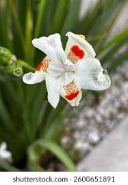 Image result for Iridaceae