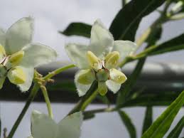 Image result for Gomphocarpus glaucophyllus