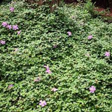 Image result for Heterotis rotundifolia