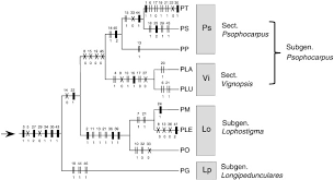 Image result for Psophocarpus lancifolius