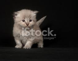 Below, you'll find excellent names for both male and female felines to fit any personality, whether they're independent or super cuddly. Cute Gray Long Hair Kitten On Black Stock Photos Freeimages Com