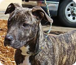Pit bull mix puppy for adoption. Groton Ma Pit Bull Terrier Meet Cookie 2 A Pet For Adoption