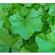 Image result for Malva verticillata
