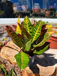 Image result for Croton polytrichus