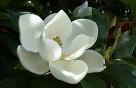 Maybe you would like to learn more about one of these? Dd Blanchard Southern Magnoila Tree Fannin Tree Farm Dallas Tx