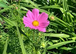 Image result for Cosmos bipinnatus