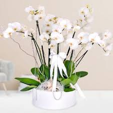 Designer sympathy flowers for less from bloomex. Condolences Potted Plants