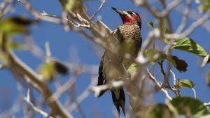 What does a yellow bellied sapsucker look like? Slashes Sp S And Identification Or Not Sapsuckers